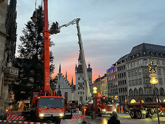 Kurz vor 7 Uhr vor einer Morgenröte stand dann am 03.11.2021 der Christbaum auf Peiting auf dem Marienplatz (©Foto: Martin Schmitz)